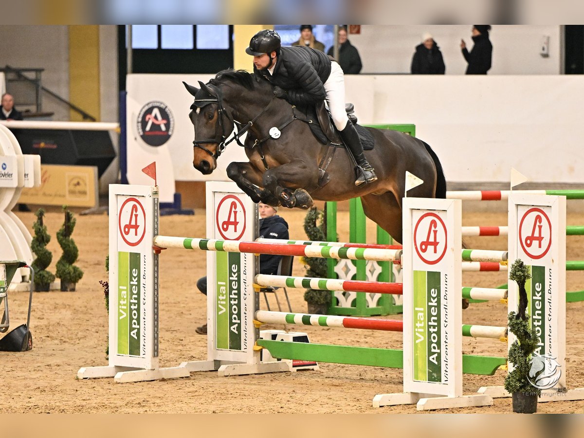 Zangersheider Hongre 6 Ans 169 cm Bai brun in Lengdorf