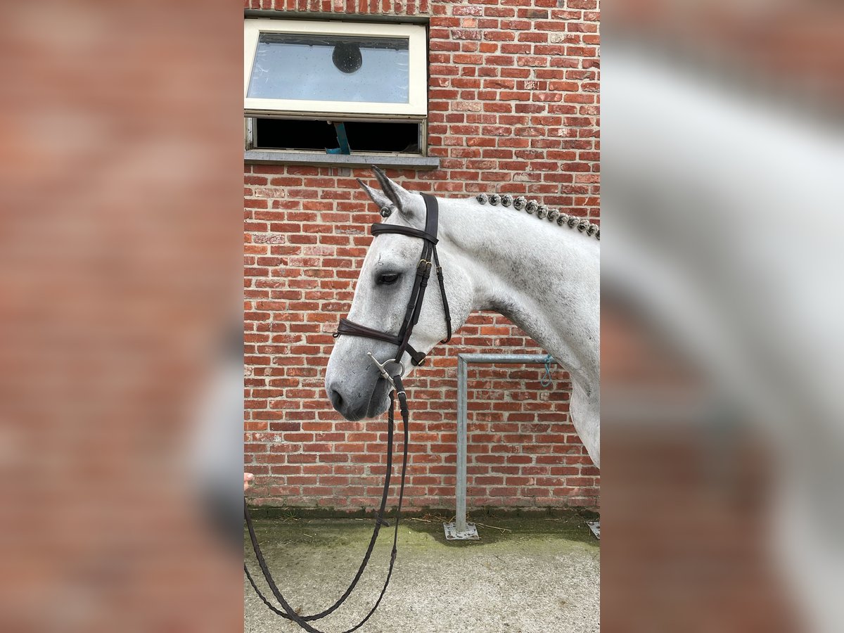Zangersheider Hongre 6 Ans 172 cm Gris in GROTE-BROGEL