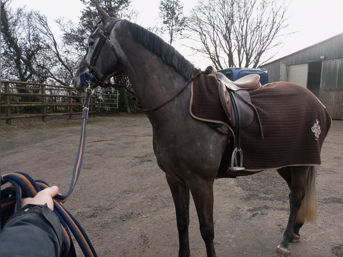Zangersheider Hongre 7 Ans 165 cm Gris in Bois-Guillaume