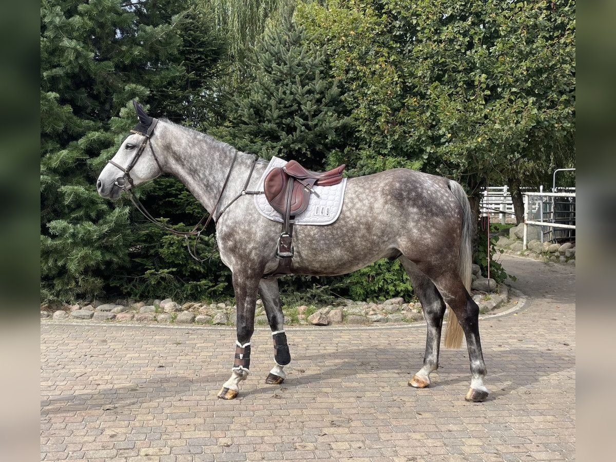 Zangersheider Hongre 7 Ans 169 cm Gris in Paruszka Zangersheider Hongre 7 Ans 169 cm Gris in Paruszka