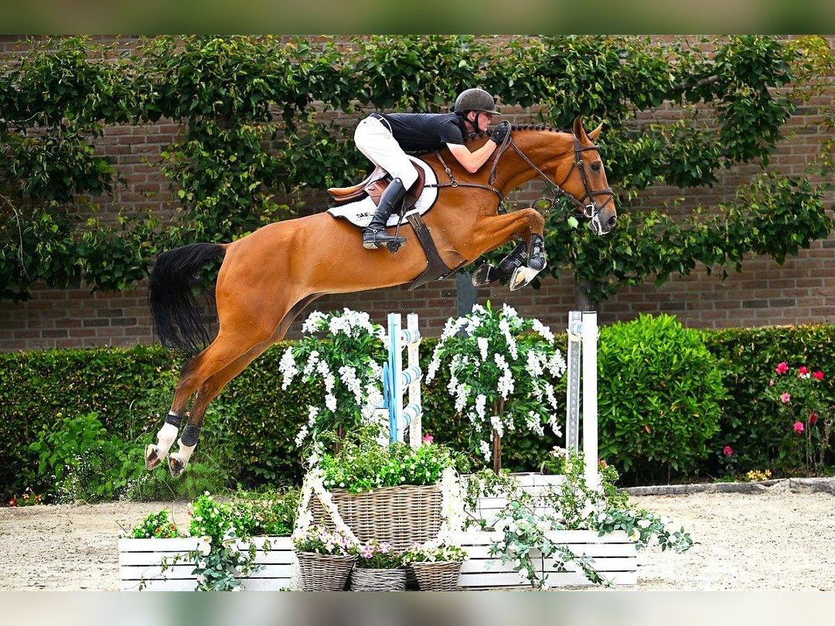 Zangersheider Hongre 7 Ans 172 cm Bai in Bladel