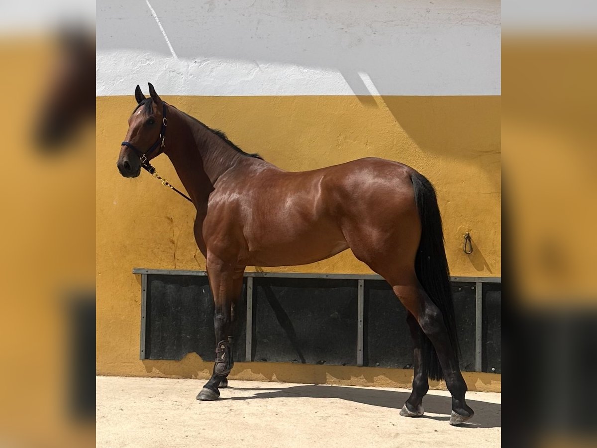 Zangersheider Hongre 7 Ans 177 cm Bai cerise in valencia