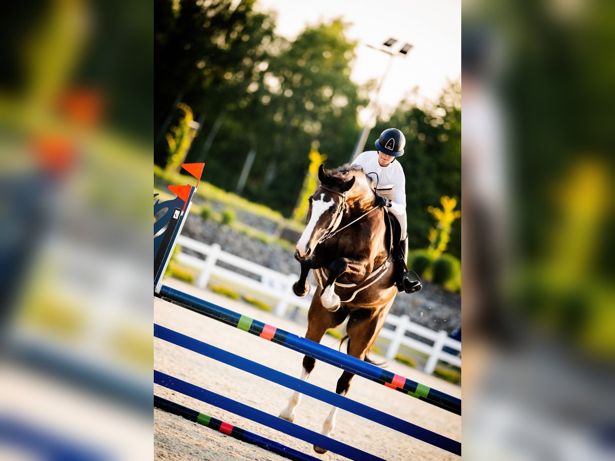 Zangersheider Hongre 8 Ans 170 cm Bai brun in Pyrzowice