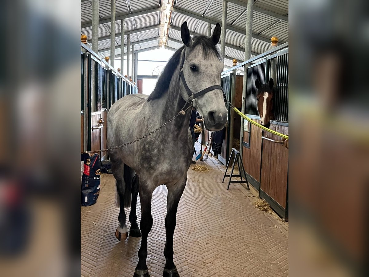 Zangersheider Hongre 8 Ans 170 cm Gris pommelé in Maglie