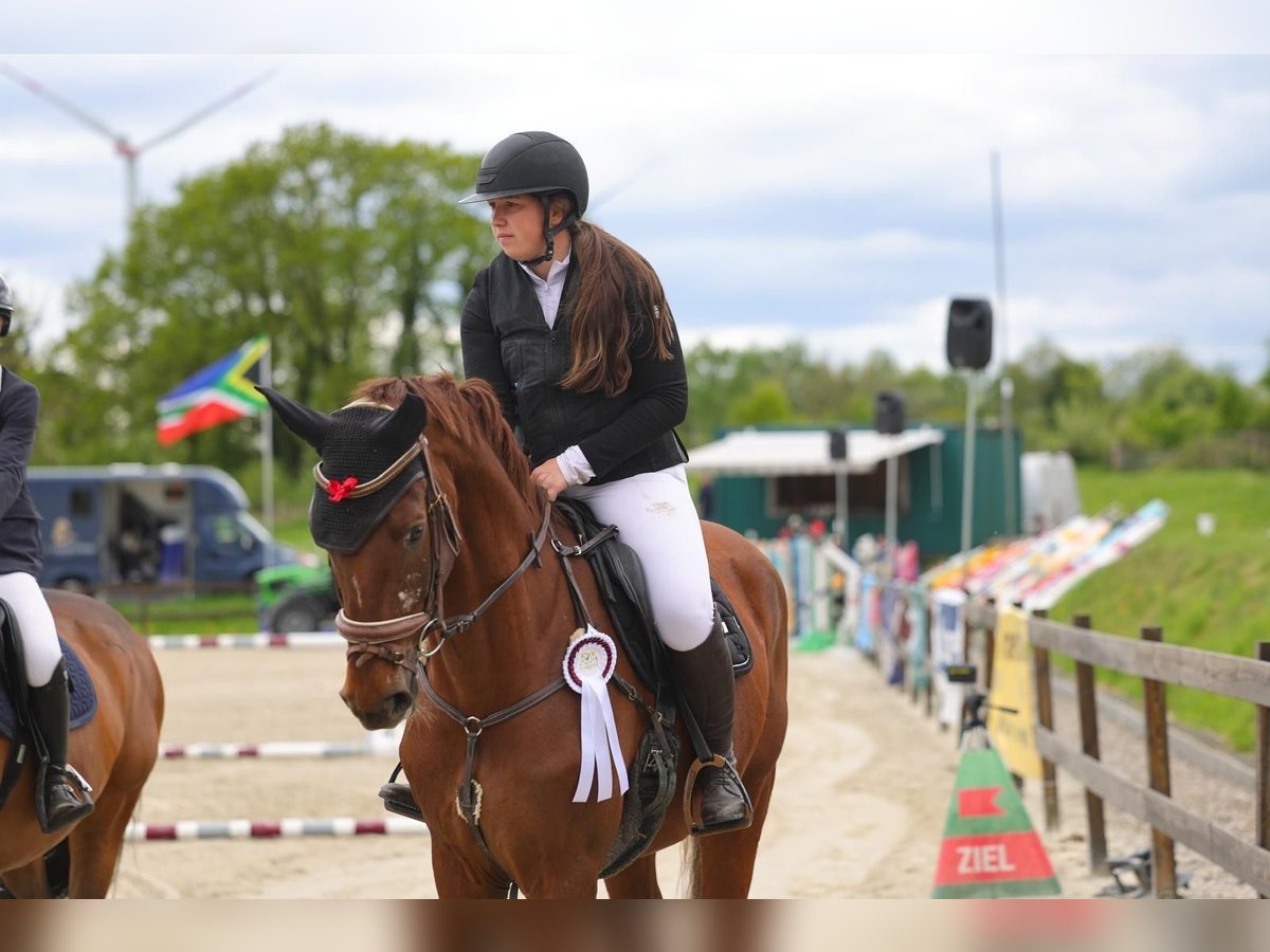 Zangersheider Hongre 8 Ans 173 cm Alezan brûlé in Kisdorf