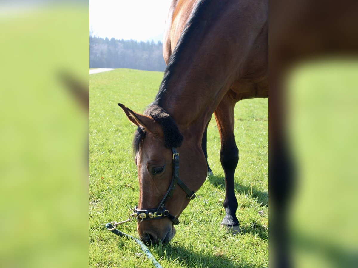 Zangersheider Jument 10 Ans 160 cm Bai in Raubling