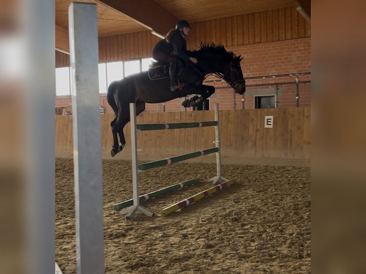 Zangersheider Jument 10 Ans 167 cm Bai brun foncé in Vöhl Zangersheider Jument 10 Ans 167 cm Bai brun foncé in Vöhl