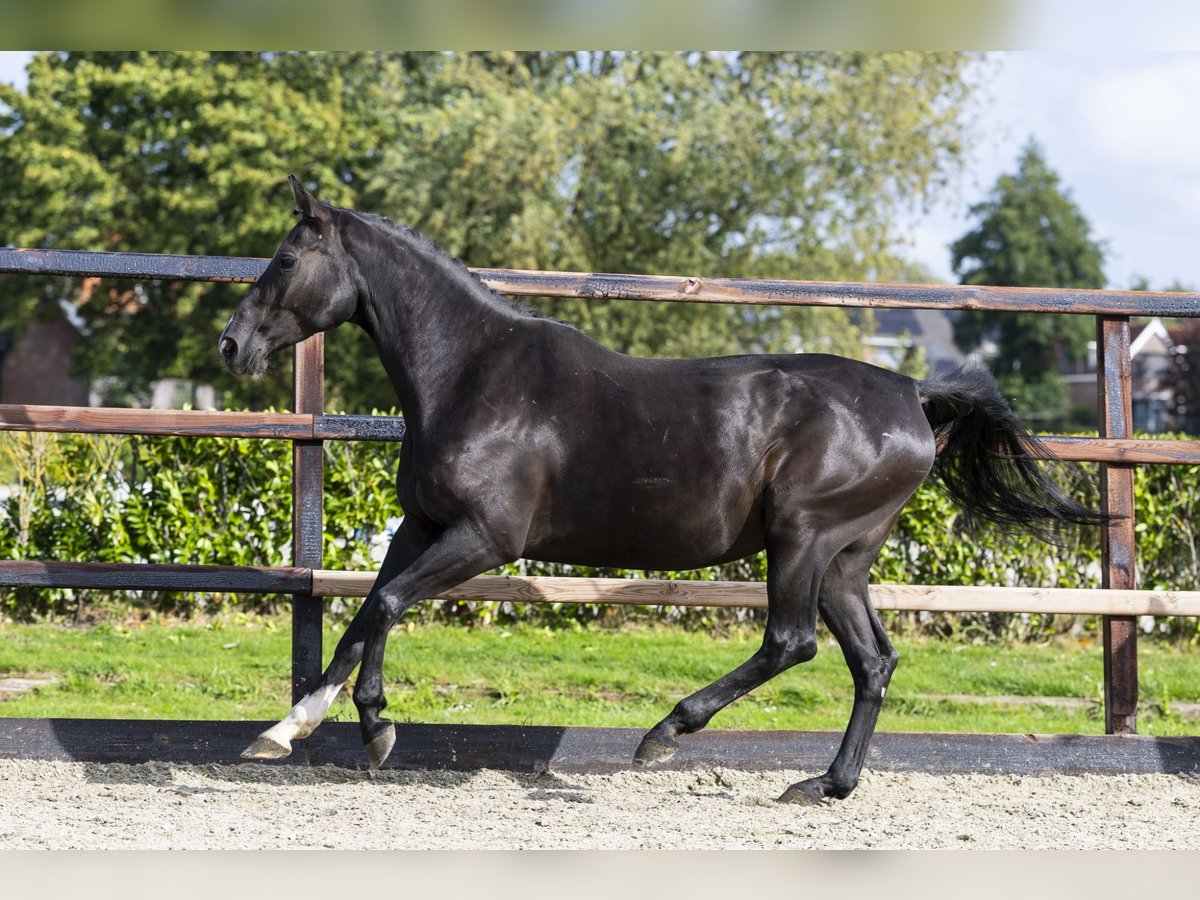 Zangersheider Jument 10 Ans 168 cm Noir in Waddinxveen