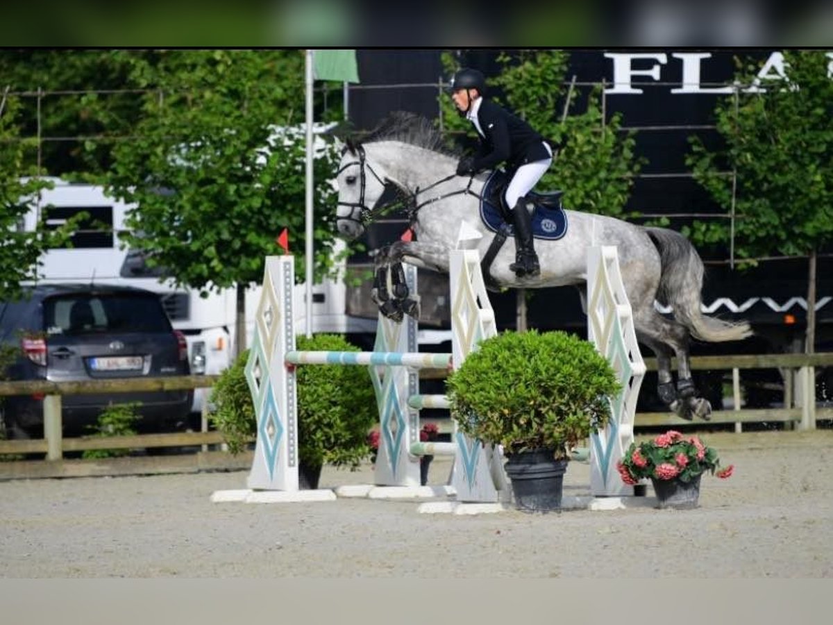 Zangersheider Jument 10 Ans in Westkerke