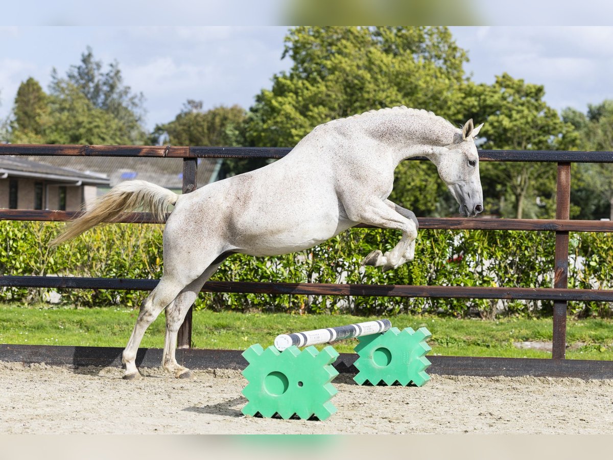 Zangersheider Jument 11 Ans 165 cm Gris in Waddinxveen