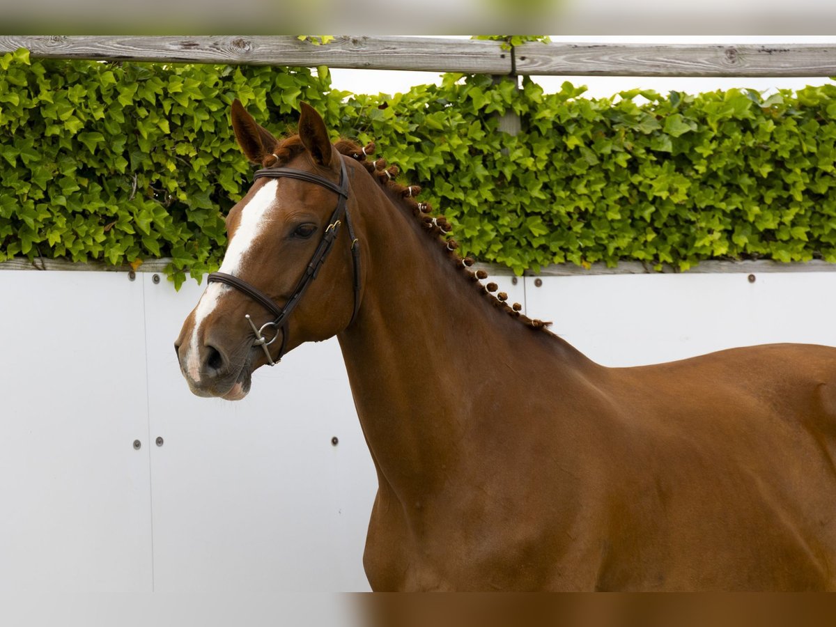 Zangersheider Jument 11 Ans 173 cm Alezan in Waddinxveen