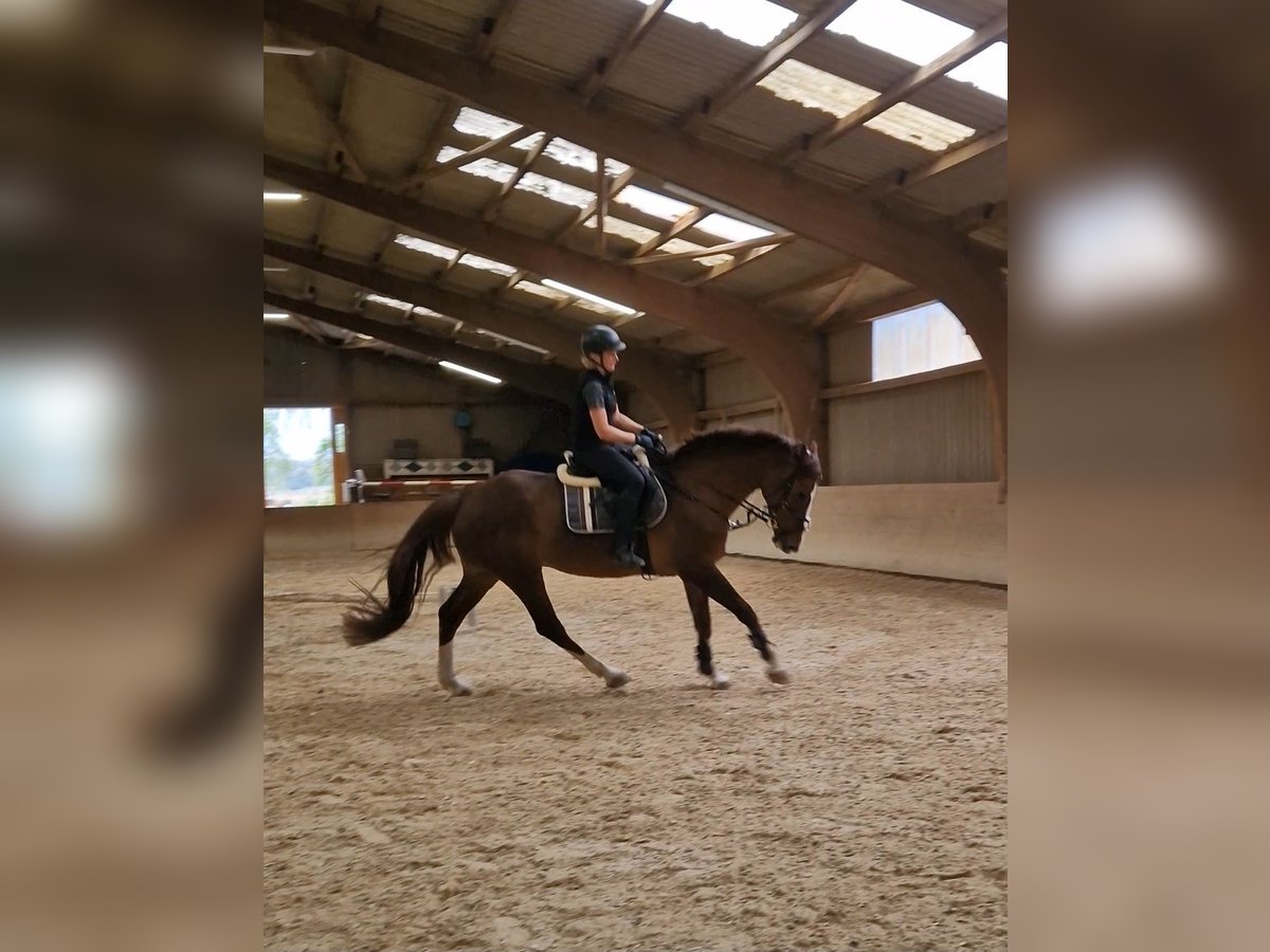 Zangersheider Jument 13 Ans 166 cm Alezan brûlé in Groß-Umstadt