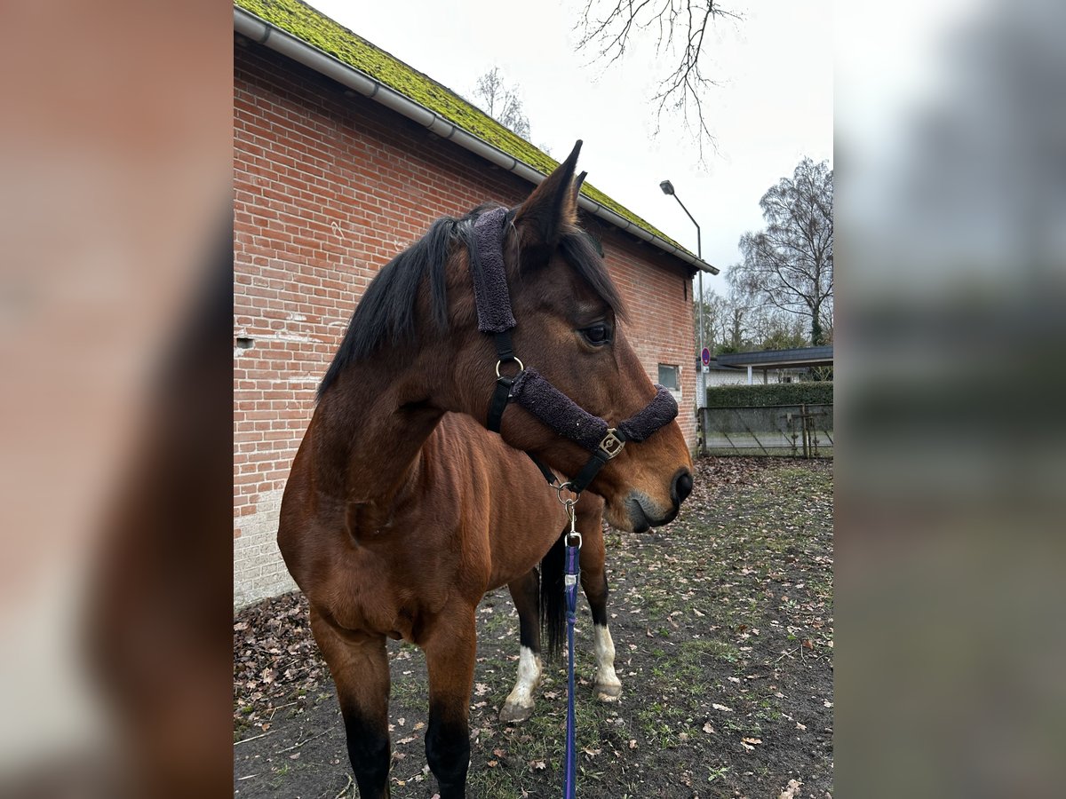 Zangersheider Jument 15 Ans 173 cm Bai in K&#xFC;sten