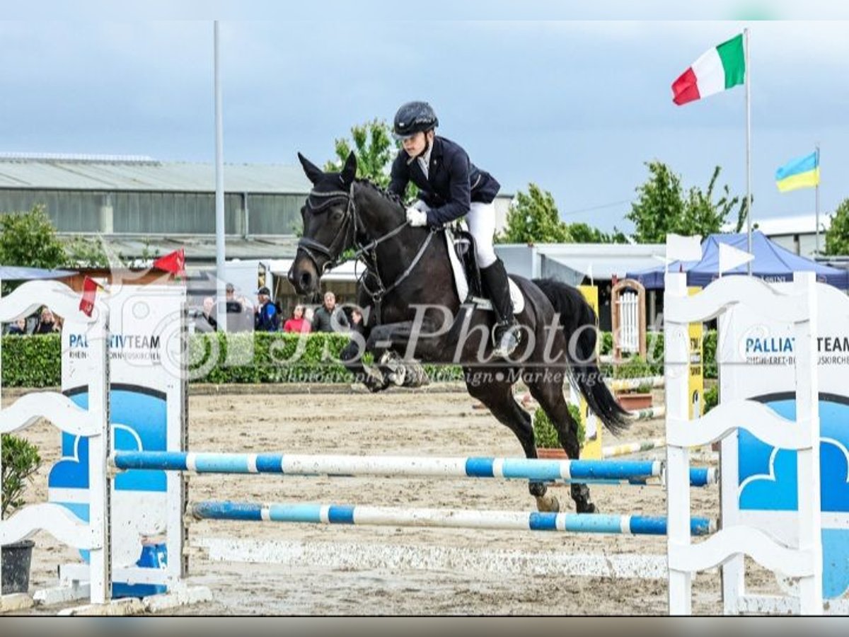 Zangersheider Jument 18 Ans 165 cm in Grafschaft