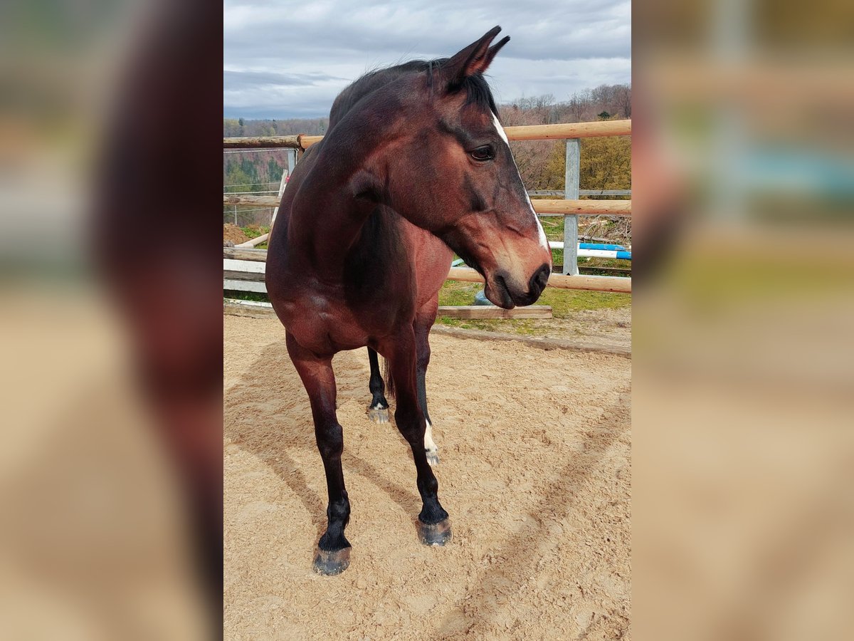 Zangersheider Jument 18 Ans in Gipf-Oberfrick