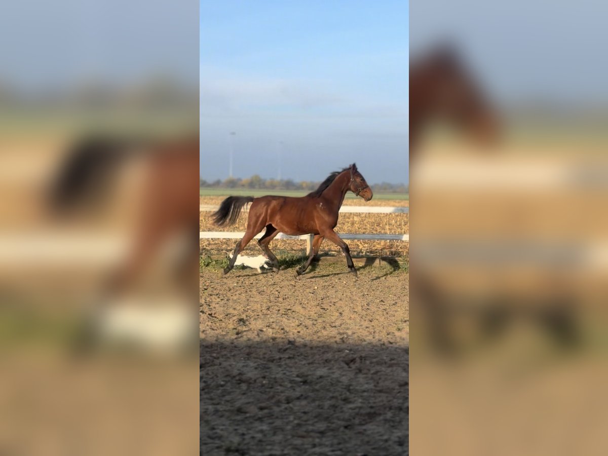 Zangersheider Jument 1 Année 152 cm Bai cerise in radziej&#xF3;w
