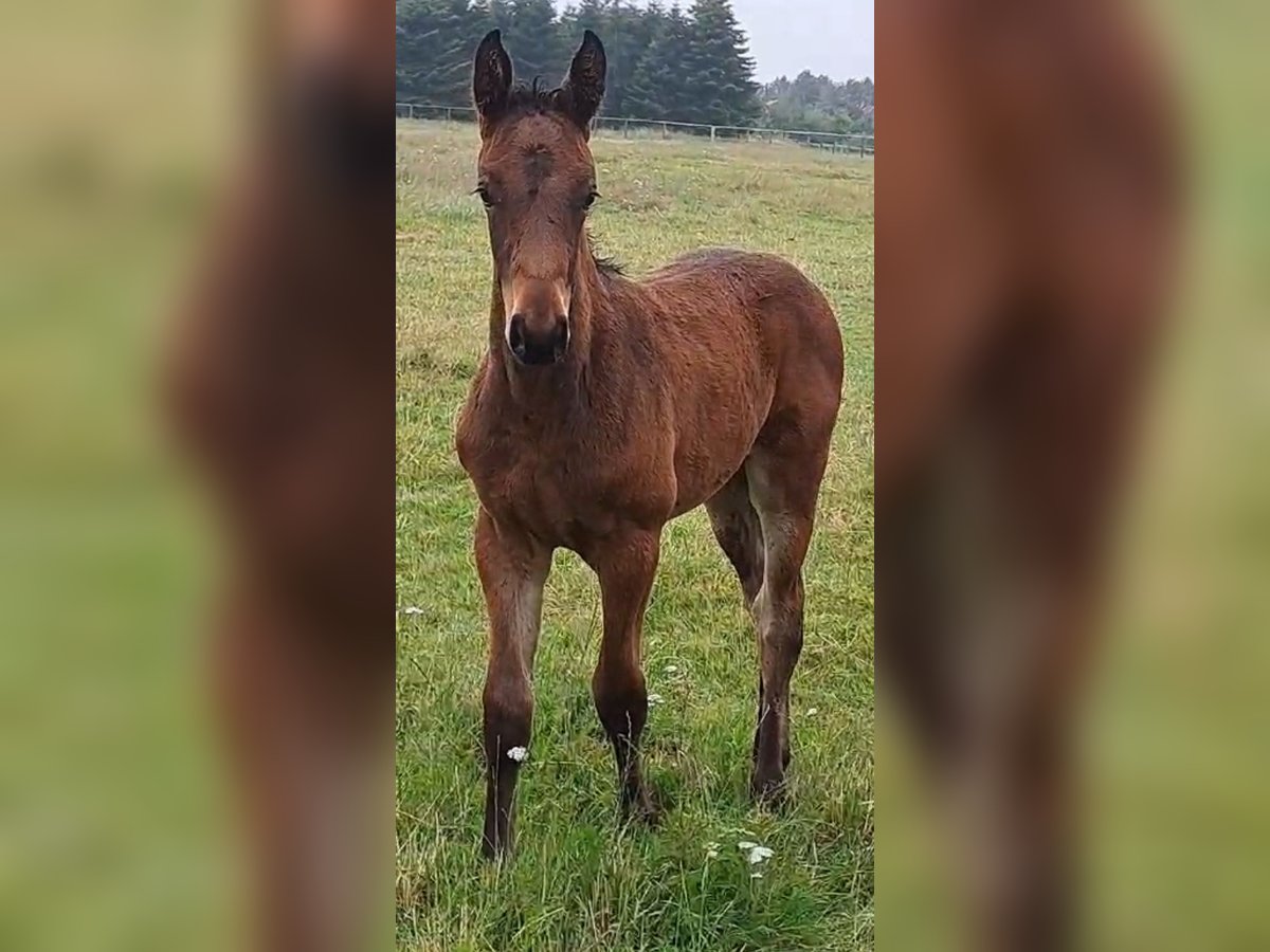 Zangersheider Jument 1 Année Bai in Bredebro