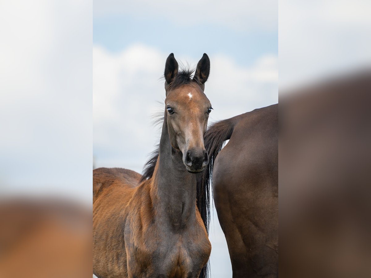 Zangersheider Jument 1 Année Gris in Wudzyn