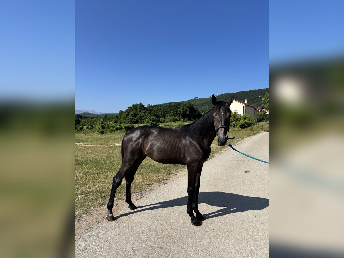 Zangersheider Jument 1 Année Peut devenir gris in Sinj