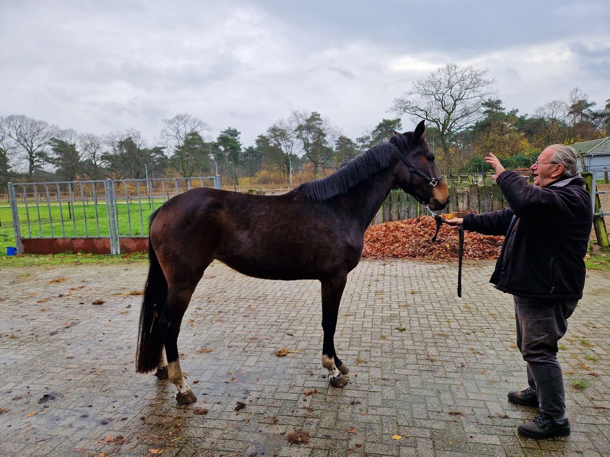 Zangersheider Jument 2 Ans 166 cm Bai brun in goirle