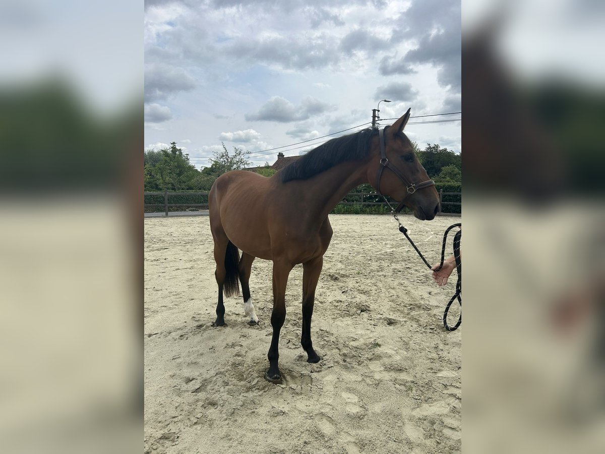 Zangersheider Jument 2 Ans 166 cm Bai brun in &#xC9;tiolles