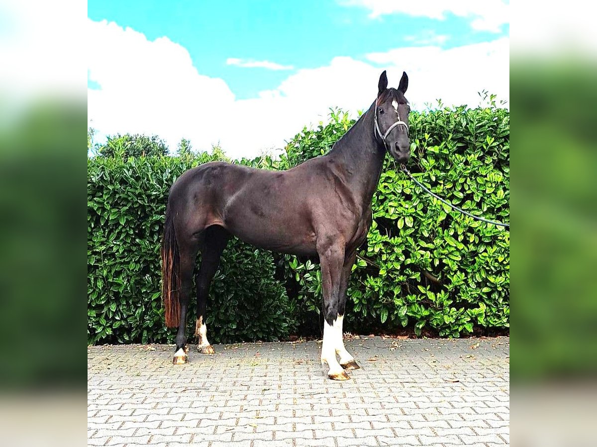 Zangersheider Jument 3 Ans 160 cm Bai brun in Zwolle