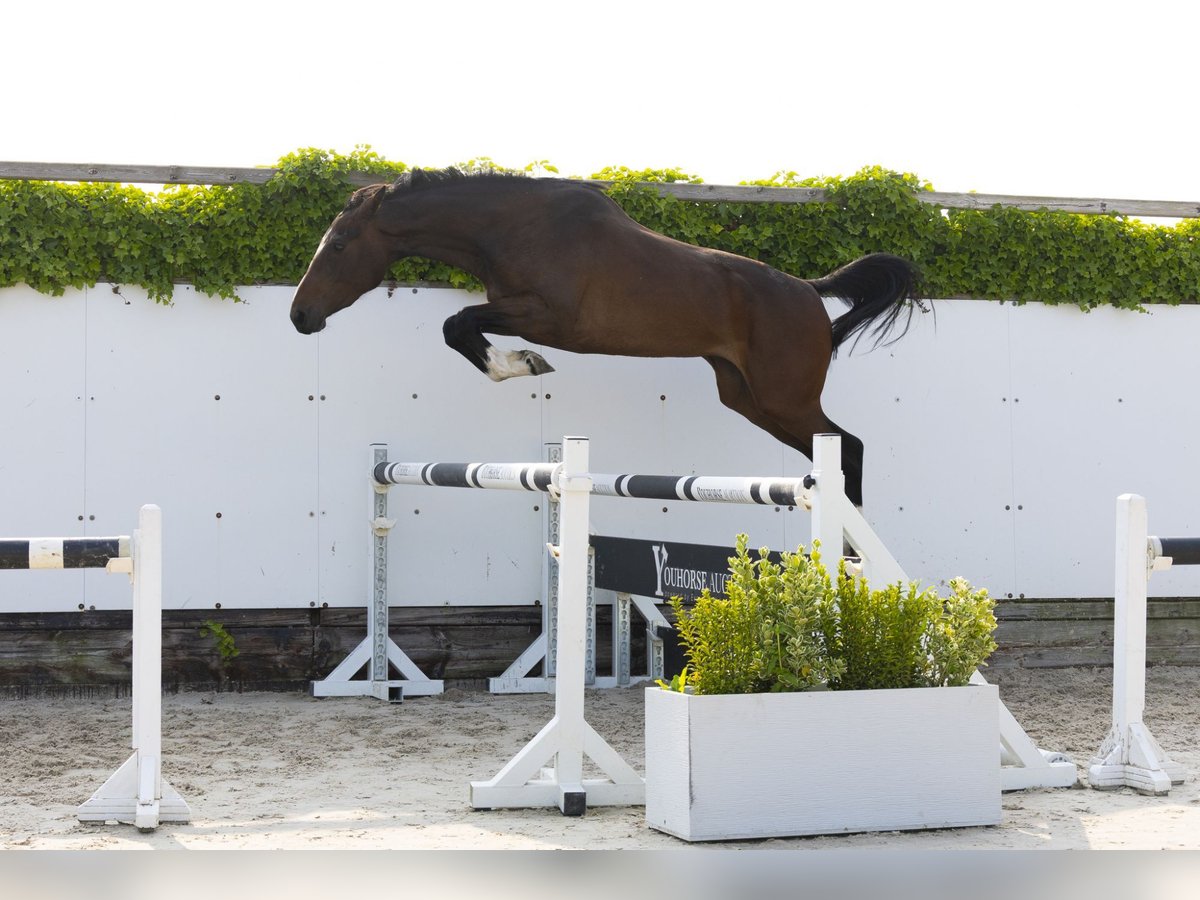 Zangersheider Jument 3 Ans 162 cm Bai in Waddinxveen