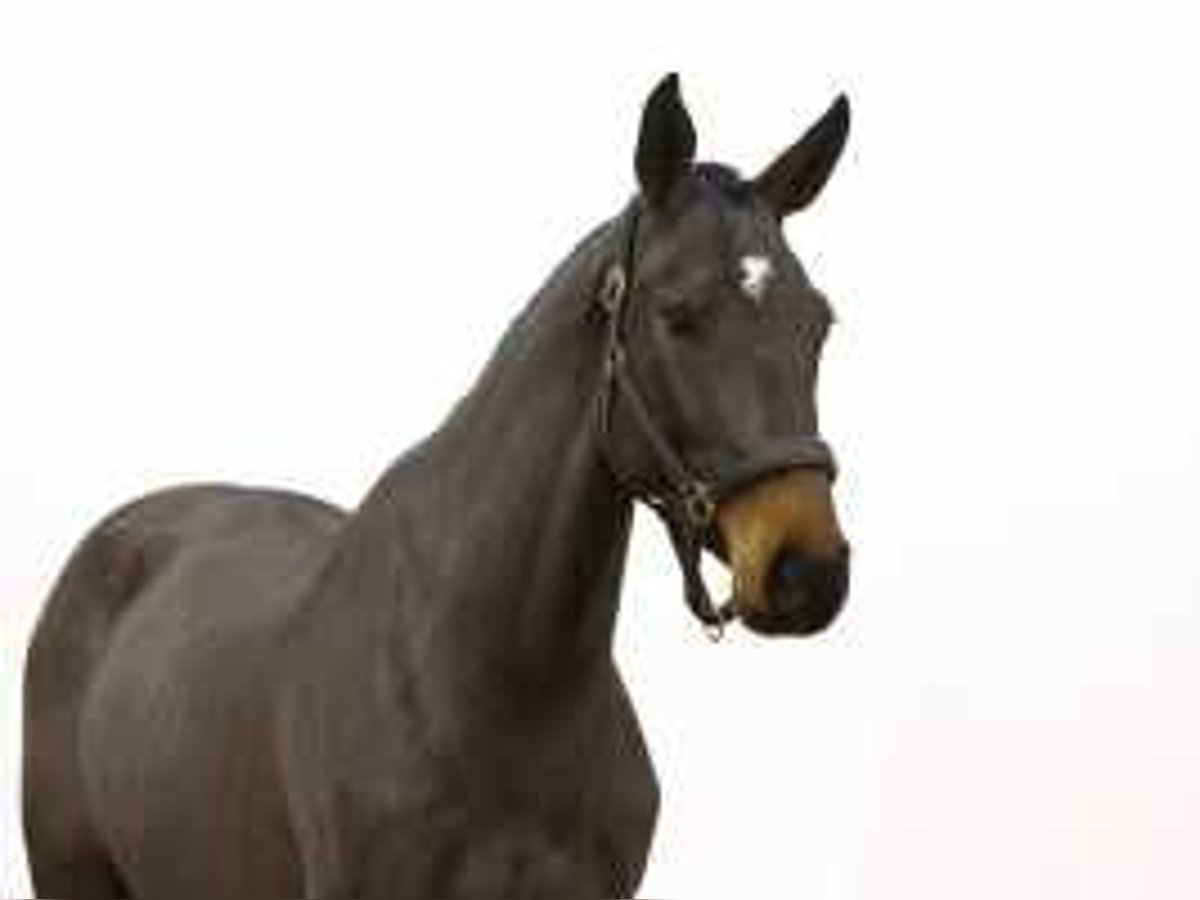 Zangersheider Jument 3 Ans 164 cm Bai brun in Waddinxveen