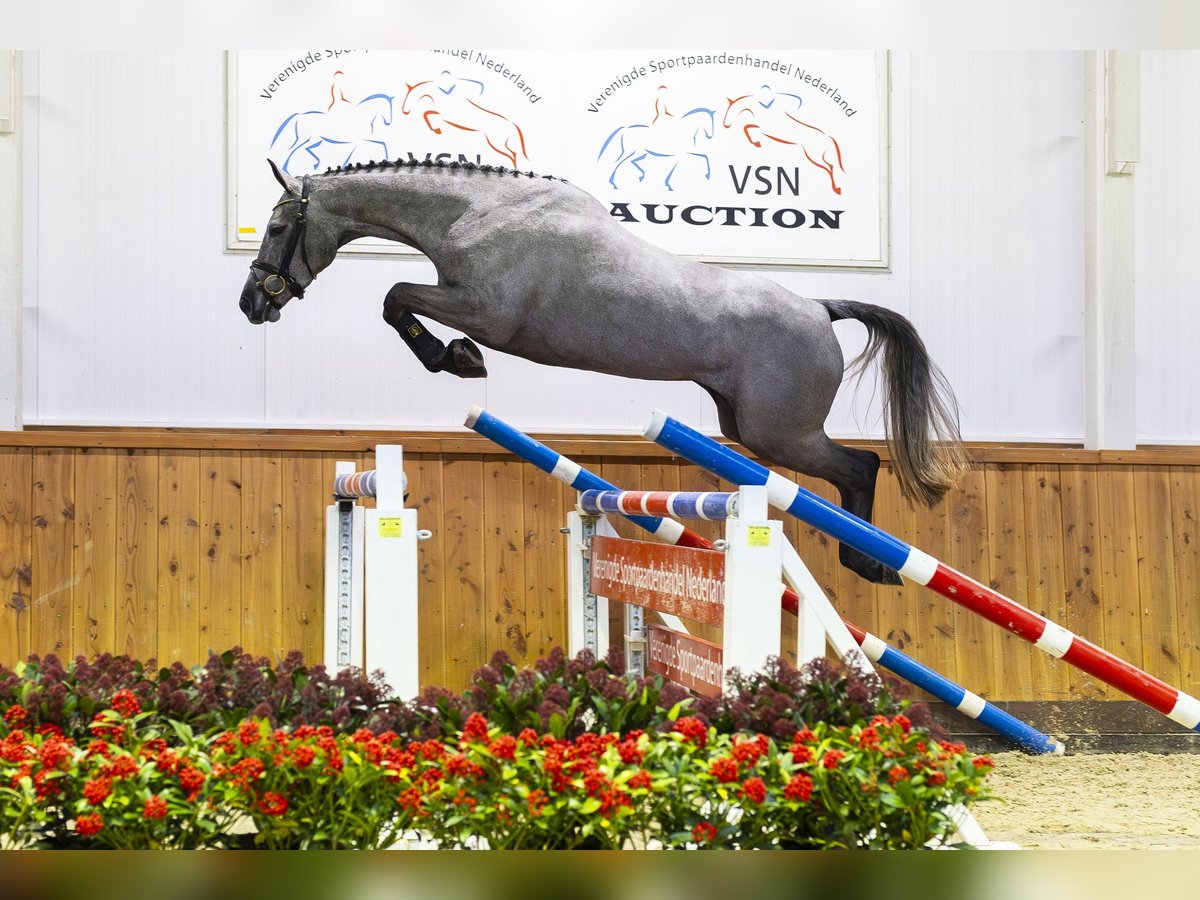 Zangersheider Jument 3 Ans 164 cm Gris in Ommen