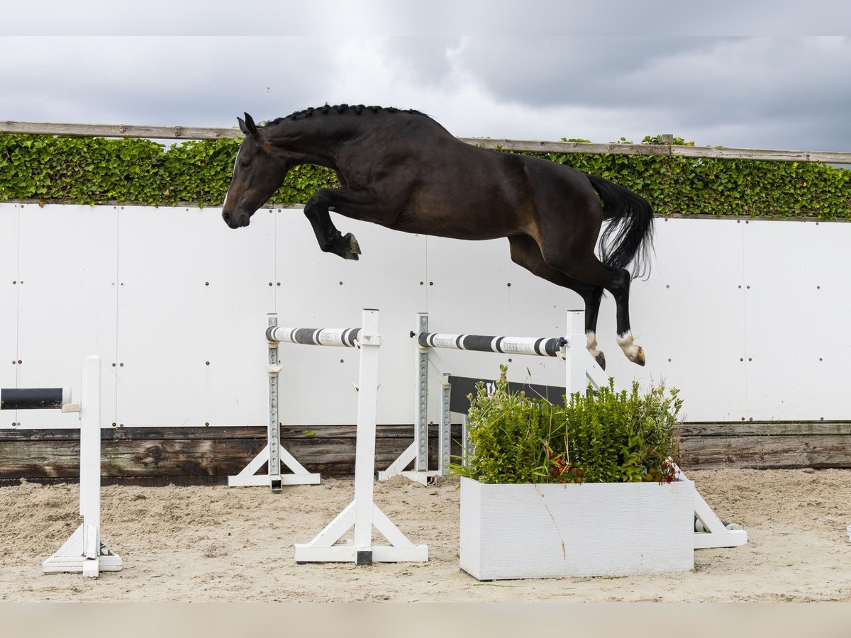 Zangersheider Jument 3 Ans 165 cm Bai brun in Waddinxveen