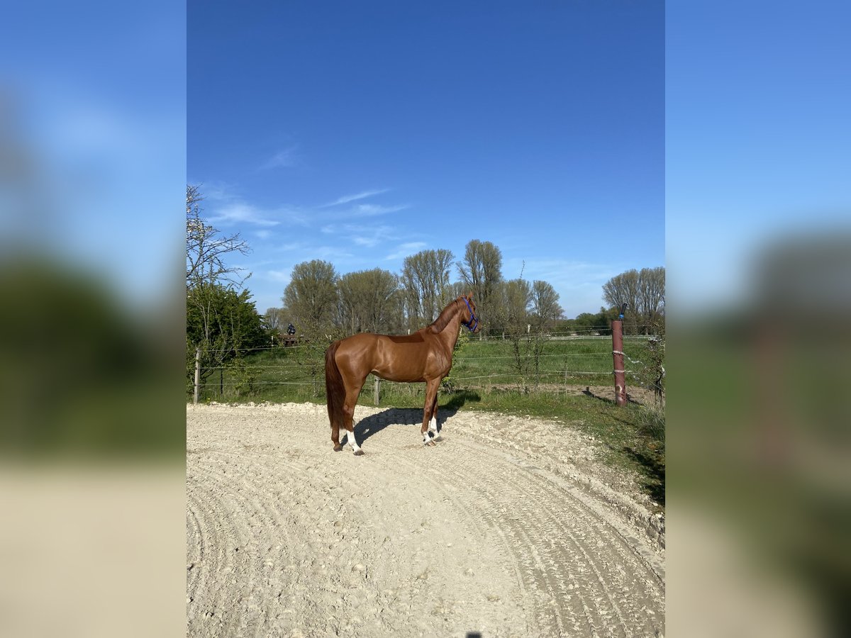 Zangersheider Jument 4 Ans 154 cm Alezan in Meerbusch