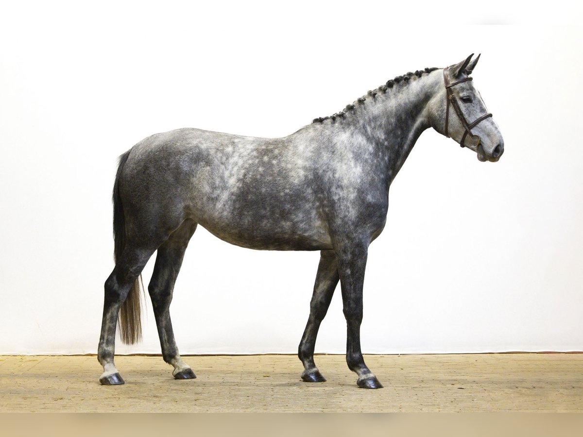 Zangersheider Jument 4 Ans 163 cm Gris in Waddinxveen Zangersheider Jument 4 Ans 163 cm Gris in Waddinxveen