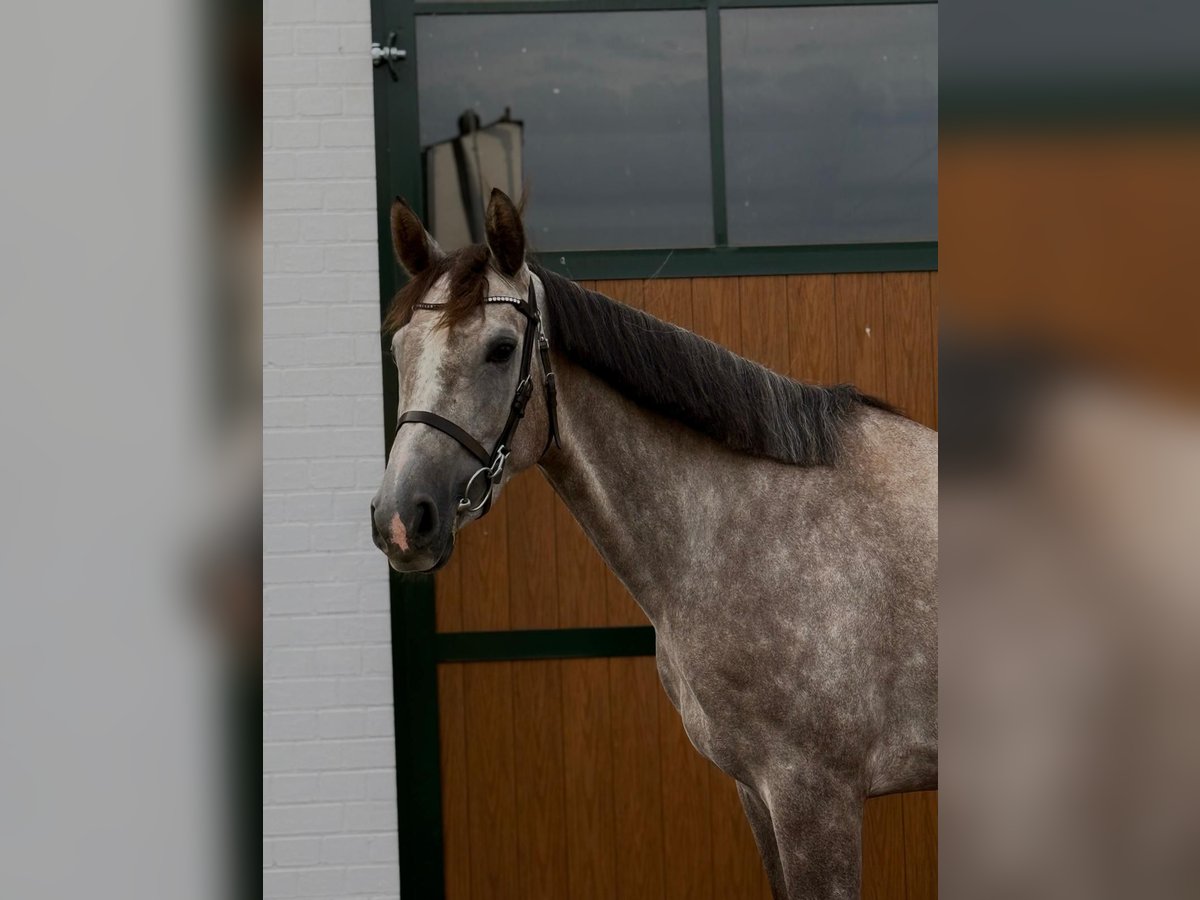 Zangersheider Jument 4 Ans 165 cm Gris pommelé in Erftstadt