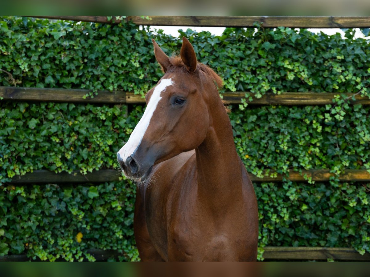 Zangersheider Jument 4 Ans 166 cm Alezan in Waddinxveen
