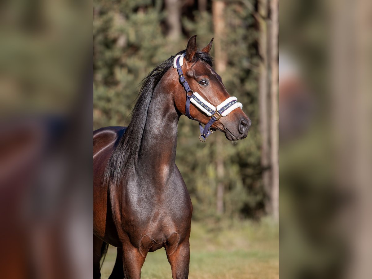 Zangersheider Jument 4 Ans 168 cm Bai brun in Zielona G&#xF3;ra