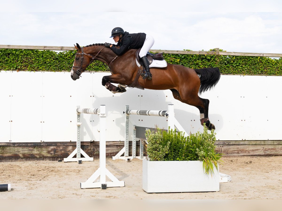 Zangersheider Jument 4 Ans 169 cm Bai brun in Waddinxveen