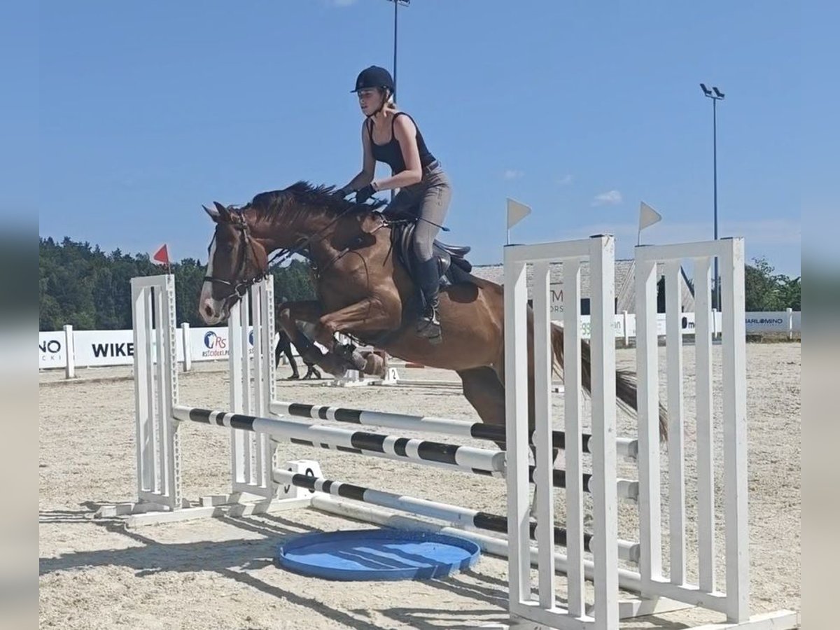 Zangersheider Jument 4 Ans 170 cm Alezan in M&#x142;yn Dolny