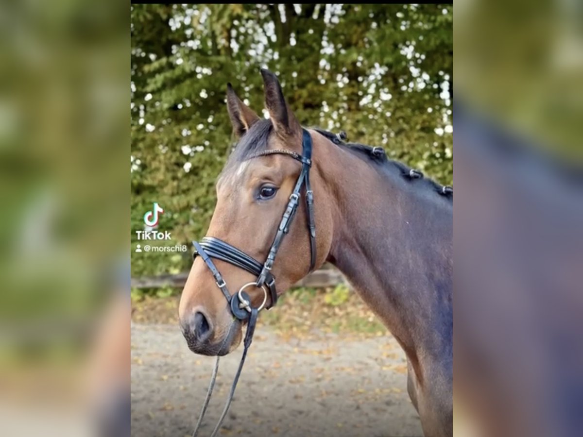Zangersheider Jument 4 Ans 172 cm Bai brun in Ratingen