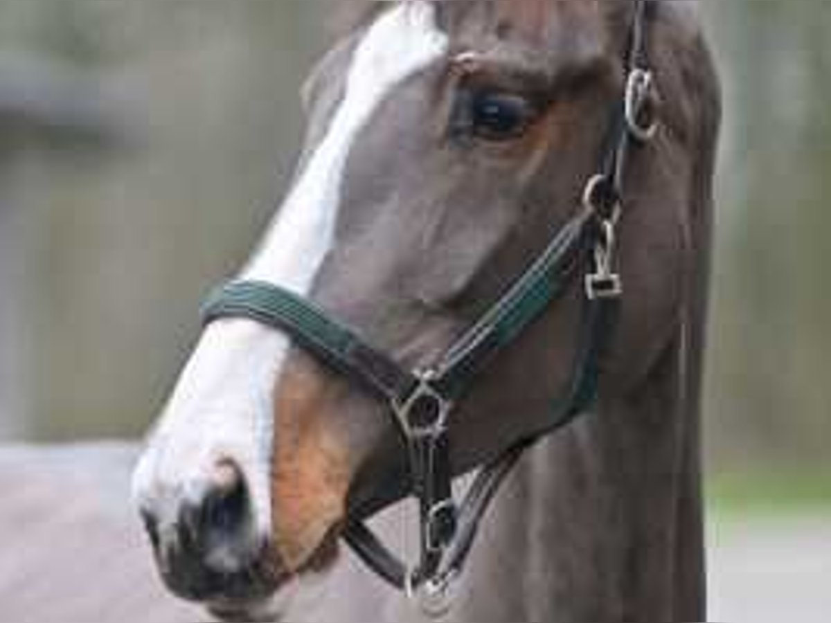 Zangersheider Jument 4 Ans 172 cm Bai cerise in Sint-Niklaas