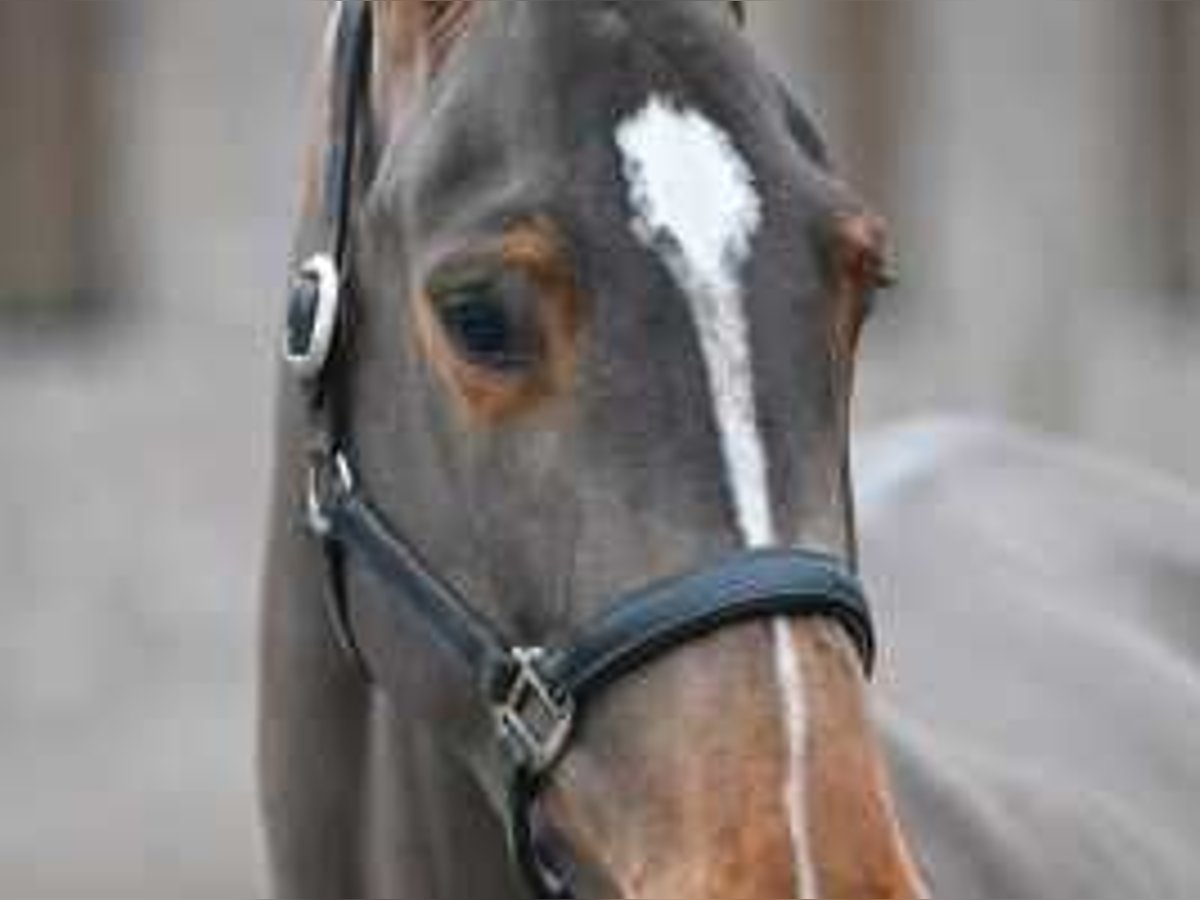 Zangersheider Jument 4 Ans 173 cm Bai cerise in Sint-Niklaas