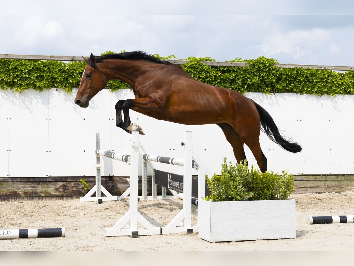 Zangersheider Jument 4 Ans 174 cm Bai in Waddinxveen