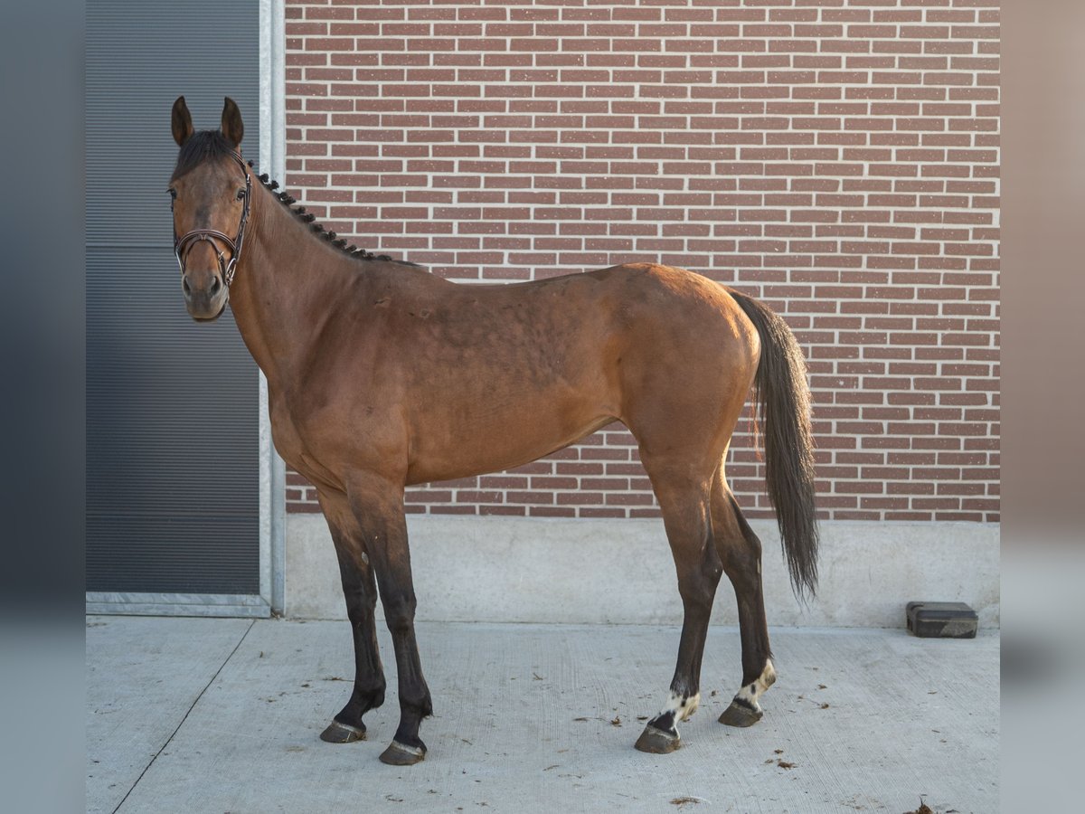 Zangersheider Jument 4 Ans Bai in GROTE BROGEL