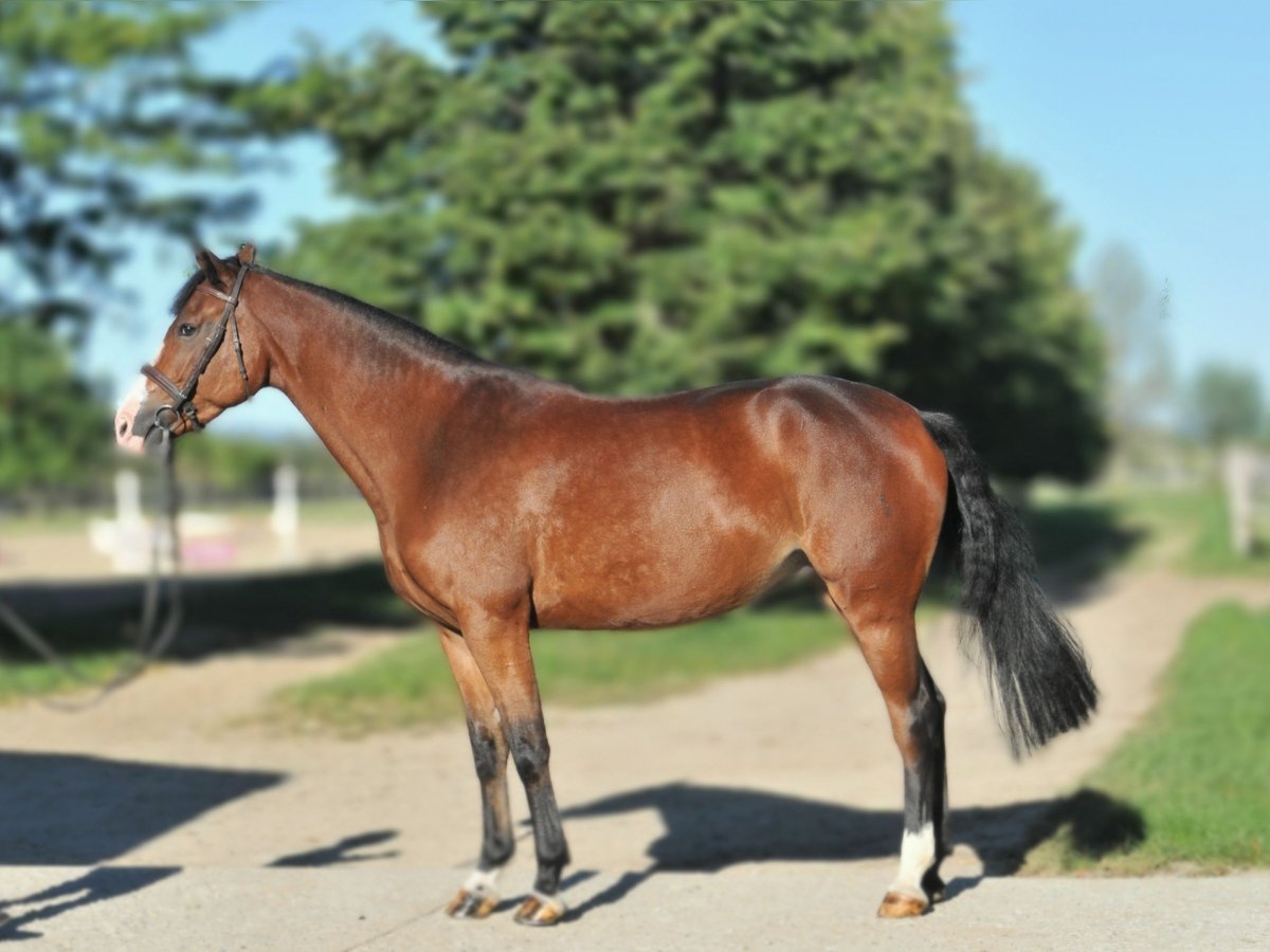 Zangersheider Jument 5 Ans 160 cm Bai in Schattendorf