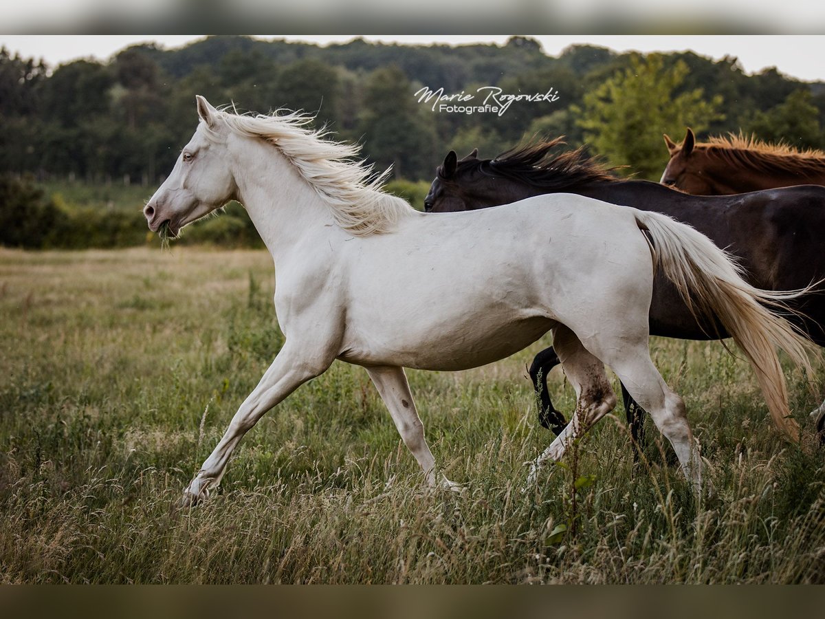 Zangersheider Jument 5 Ans 160 cm Cremello in Beaumont pied-de-boeuf