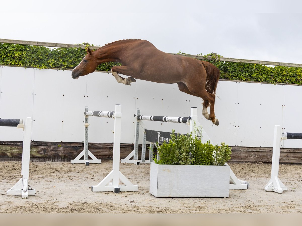 Zangersheider Jument 5 Ans 168 cm Alezan in Waddinxveen