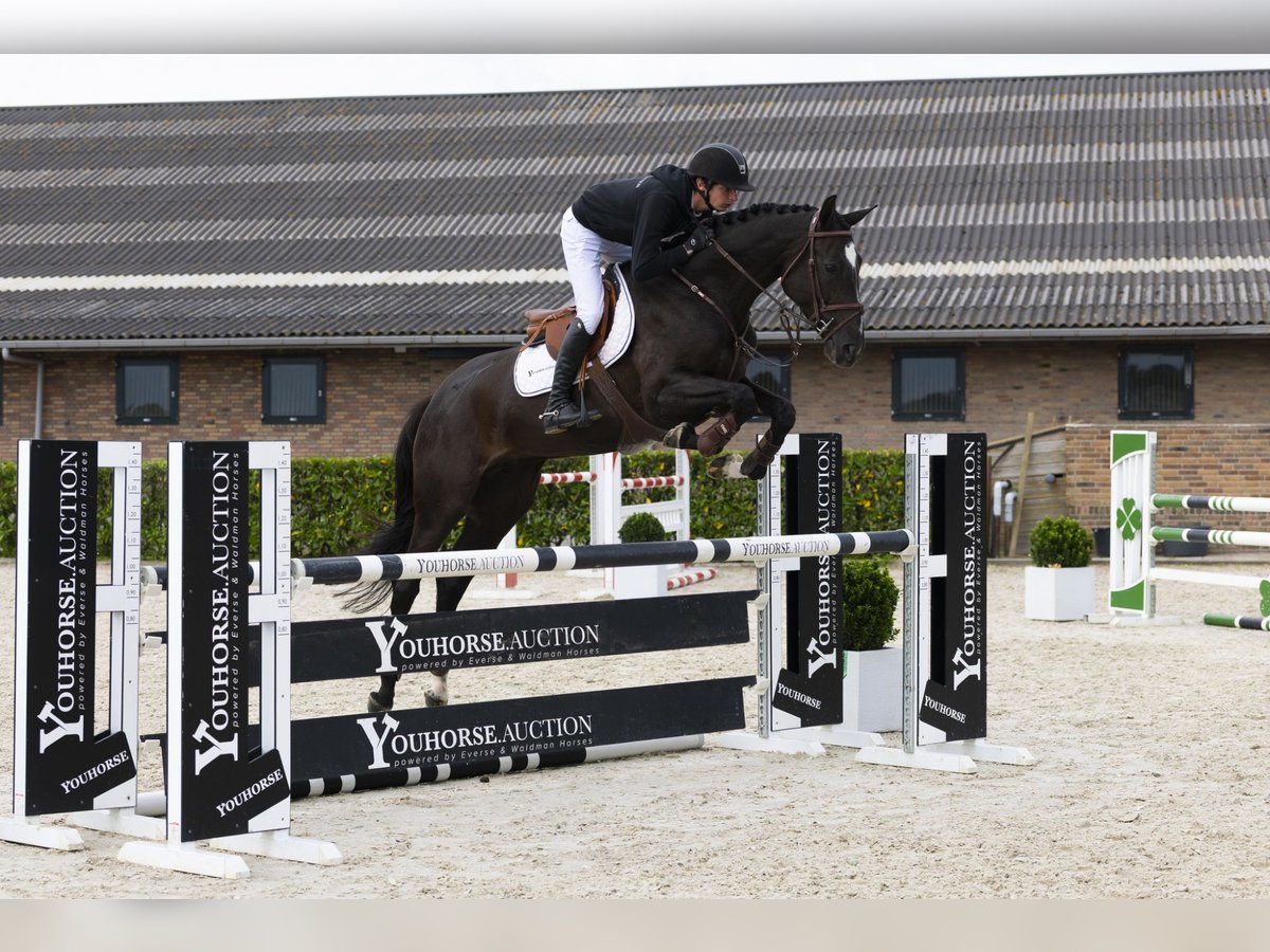 Zangersheider Jument 5 Ans 169 cm Noir in Waddinxveen