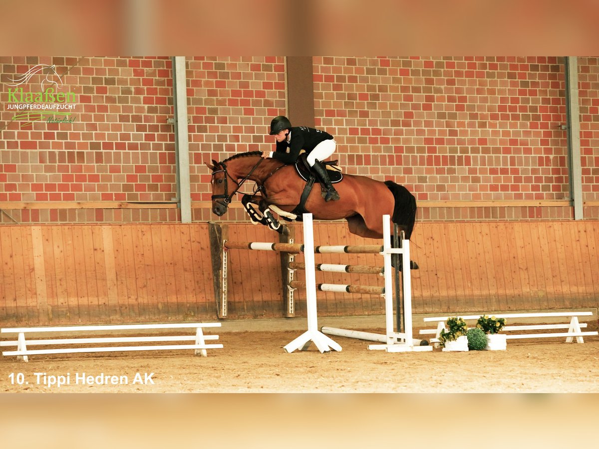 Zangersheider Jument 5 Ans Bai in Bocholt