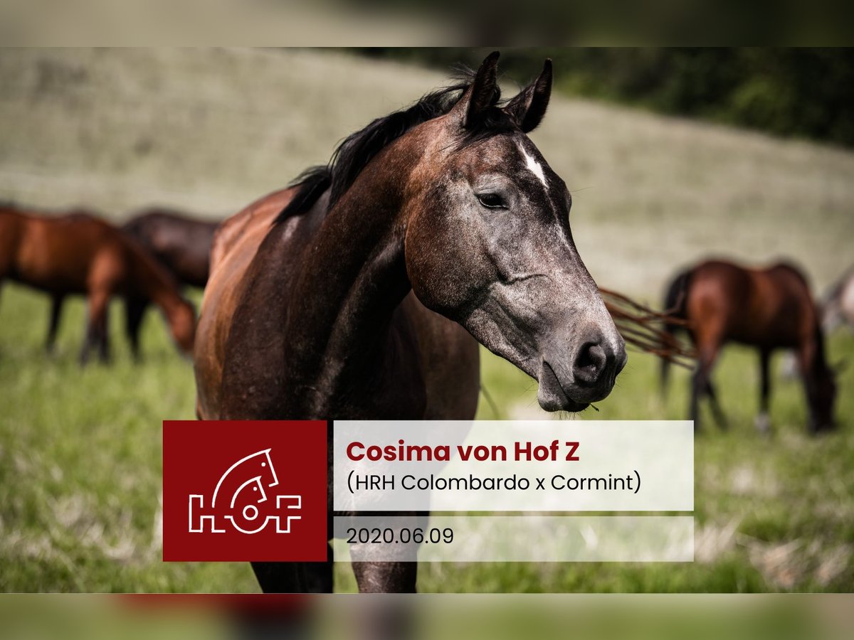 Zangersheider Jument 5 Ans Gris in Oberkirch LU