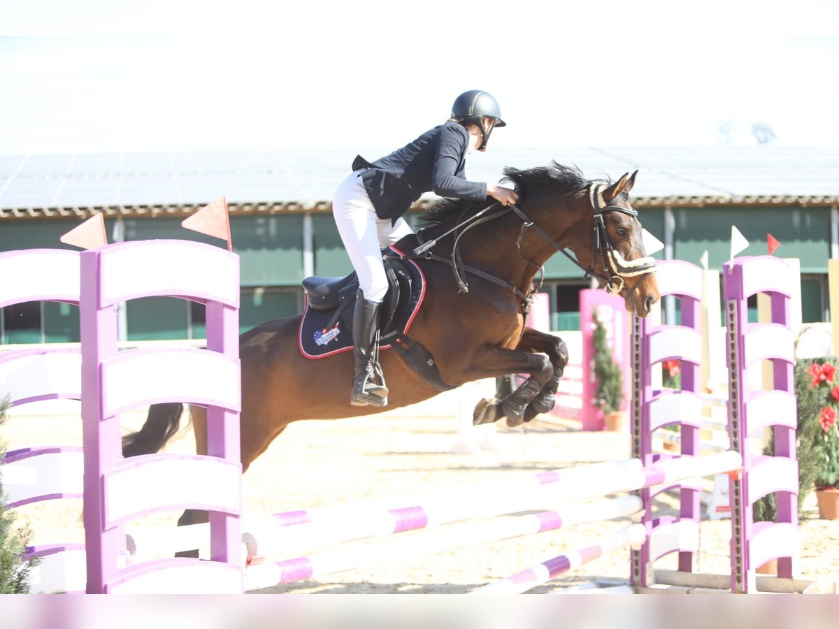 Zangersheider Jument 6 Ans 158 cm Bai in Elsbethen