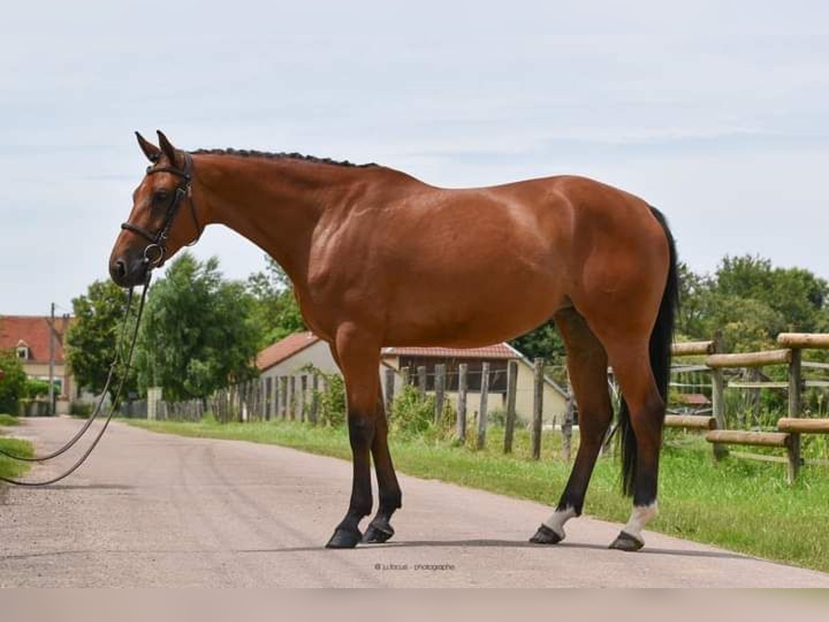 Zangersheider Jument 6 Ans 162 cm Bai cerise in Les Croutes